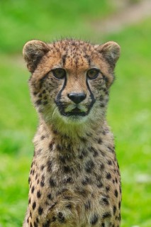 Cheetah (Acinonyx jubatus), captive