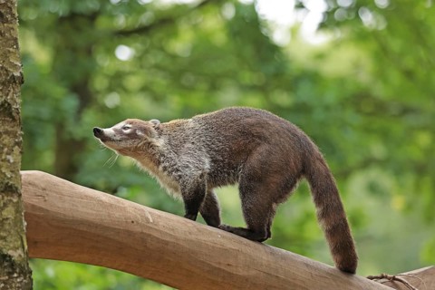 White-trunked coati (Nasua narica) Captive