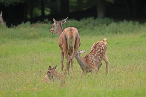 Red deer (Cervus elaphus), cow with calves