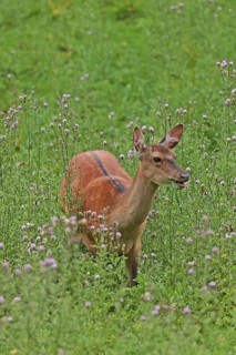 Sika deer (Cervus nippon), female