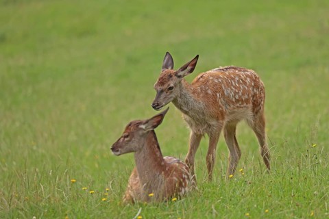 Red deer (Cervus elaphus), Two calves in the grass
