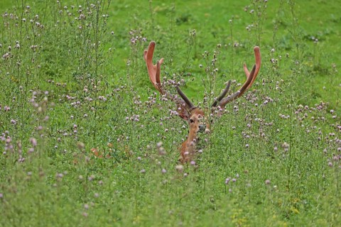 Sika deer (Cervus nippon), sika deer, male