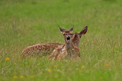 Red deer (Cervus elaphus), calves