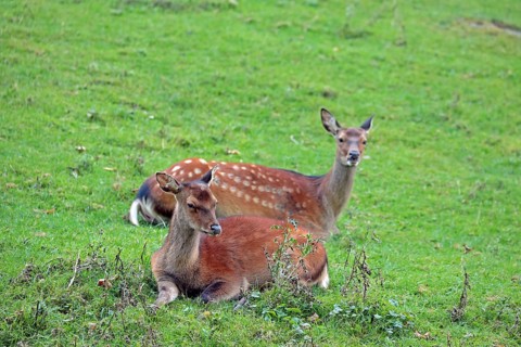 Sika deer (Cervus nippon), female