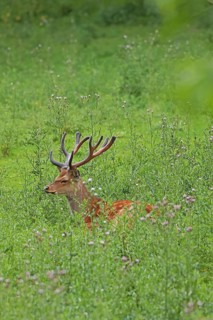 Sika deer (Cervus nippon), male