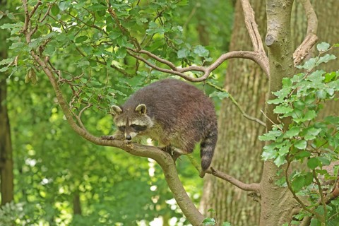 Raccoon (Procyon lotor)