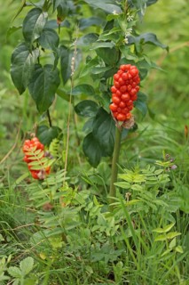 Arum (Arum)