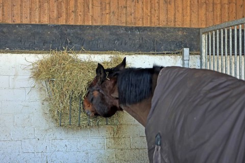 Horse eats hay from hay rack, Westphalian