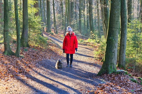 Woman walking through the winter forest with dog, back light