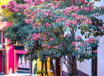 Scenic colorful colonial architecture of Cuernavaca streets in historic center in Mexico Morelos