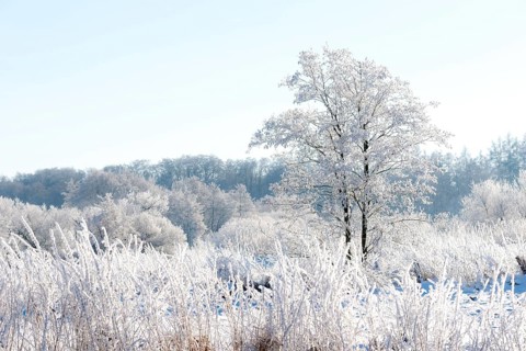 Snowy winter landscape with frost-covered trees, black alder (Alnus glutinosa), also known as black