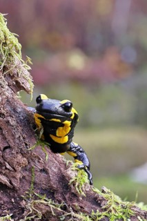 Fire salamander (Salamandra salamandra), looking out from behind a tree root, wildlife, looking