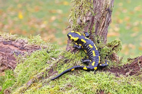 Fire salamander (Salamandra salamandra), climbing on a tree root, wildlife, close-up, Wilnsdorf,