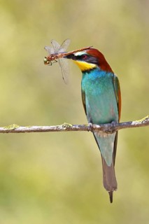 European bee-eater (Merops apiaster) sitting on a branch overgrown with green lichen with a