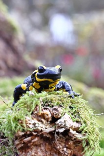 Fire salamander (Salamandra salamandra), running over moss, wildlife, looking into the camera,