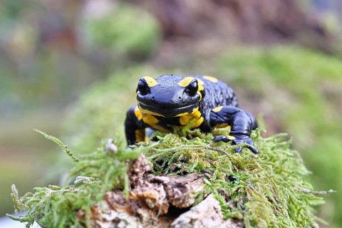 Fire salamander (Salamandra salamandra), running over moss, wildlife, looking into the camera,
