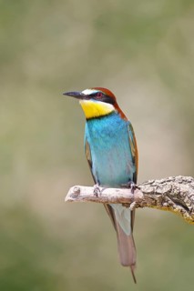 European bee-eater (Merops apiaster) sitting on a branch covered with green lichen, Lake Neusiedl,