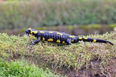 Fire salamander (Salamandra salamandra), running over mossy forest floor, wildlife, close-up,