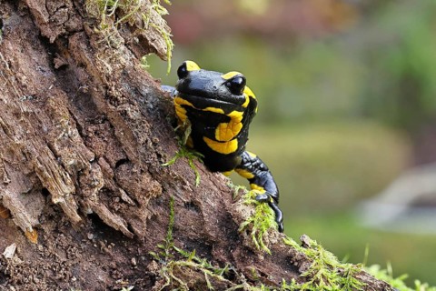 Fire salamander (Salamandra salamandra), looking out from behind a tree root, wildlife, looking