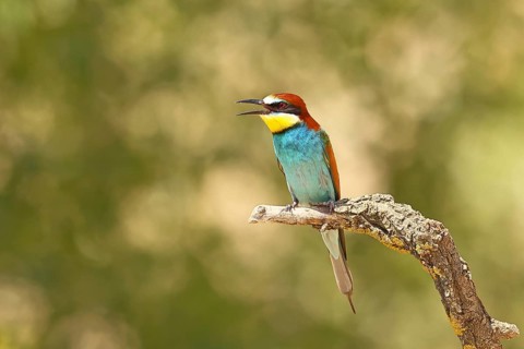 European bee-eater (Merops apiaster) sitting on a branch covered with green lichen, Lake Neusiedl,