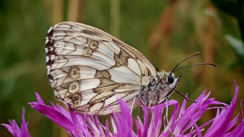 A checkerboard butterfly (melanargia galathea) on a bright purple flower, close-up in detail,