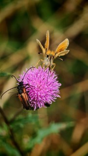 Brown-headed brown butterfly (thymelicus sylvestris) and two longhorned beetles (purpuricenus)