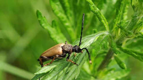 Close-up of a red longhorned beetle (Stictoleptura rubra) on a green leaf in sunlight, Franconian