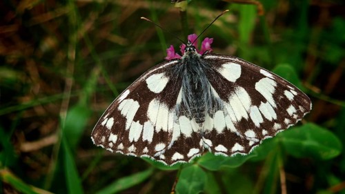 A chequerboard butterfly (melanargia galathea) on a purple flower in the grass, frankenwald nature
