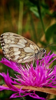A checkerboard butterfly (melanargia galathea) on a bright purple flower, close-up in detail,