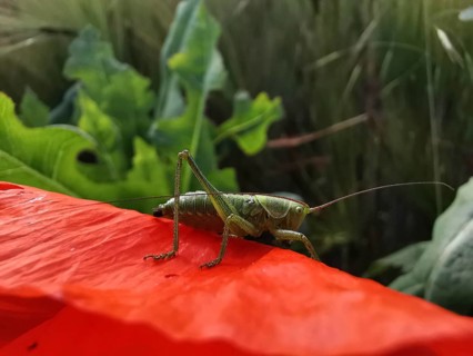 Great green bush cricket (tettigonia viridissima) sitting on a red poppy leaf (papaver) in a sunny