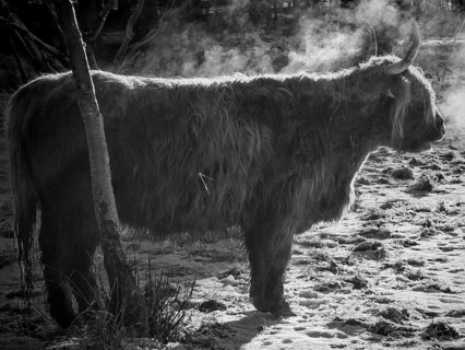 Silhouette of a highland bovine (bos taurus taurus) breathing in the cold, black and white