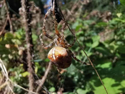 Close-up of a large brown spider garden cross spider (araneus diadematus) hanging in a web,