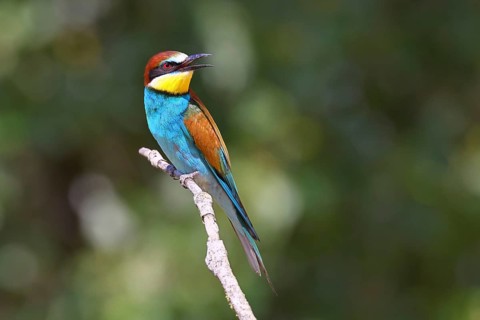European bee-eater (Merops apiaster) sitting on a branch, Lake Neusiedl, Burgenland, Austria