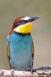 European bee-eater (Merops apiaster) sitting on a branch, animal portrait, Lake Neusiedl,