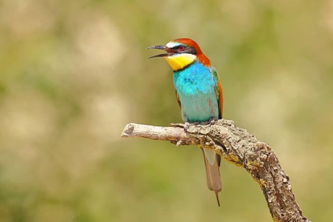 European bee-eater (Merops apiaster) sitting on a branch covered with green lichen, Lake Neusiedl,