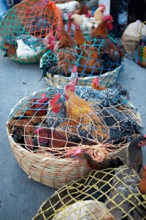 Chickens on the net for sale at the market in Sololá, Highlands, Sololá Department, Guatemala