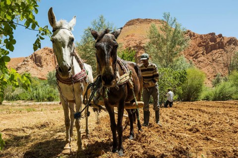 Farmers working in the fields, Atlas Mountains, Meknès-Tafilalet region, northern Sahara, Morocco