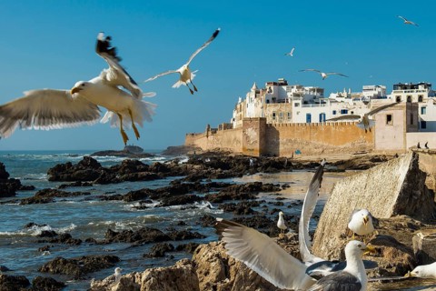 Fishermen and seagulls on the promenade, Essaouira, UNESCO World Heritage Site, Atlantic coast,