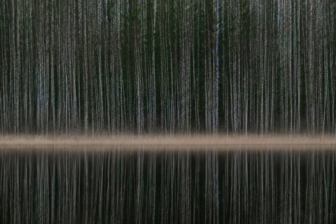 Tight standing, white-black trunks, birch forest on lakeside in winter, forest, multiple exposure,