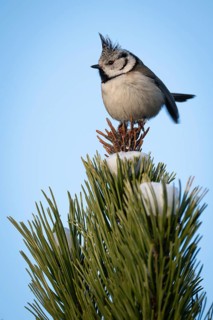 Crested Tit (Parus Scalloped ribbonfish) sitting on branch in pine tree (Pinus) in winter, Korpo or