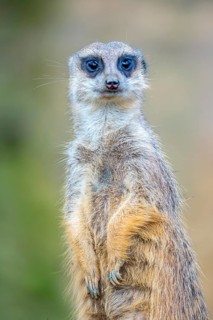 Meerkat, Suricata suricatta, in guard position, guard pose, observes the area surrounding the
