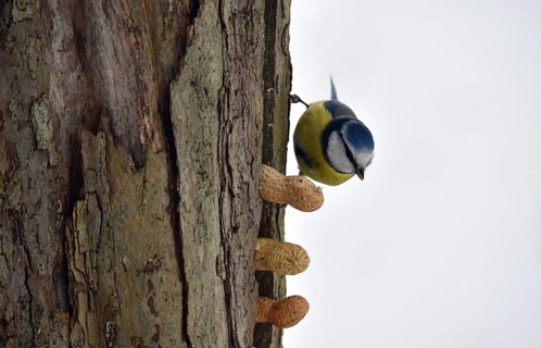 Blue tit, (Cyanistes caeruleus) picks up a whole peanut in winter, Schleswig-Holstein, Germany