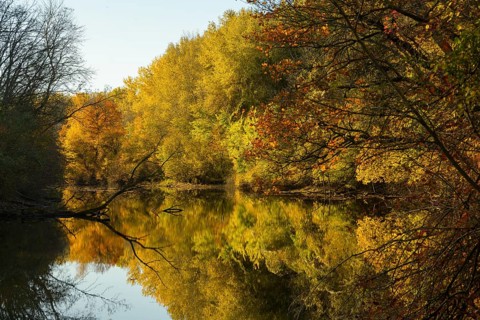 Autumn mood, riparian forest, water, Lower Austria