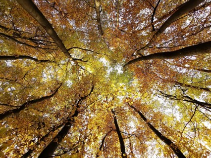 Looking up at the golden autumn leaves that filter sunlight and form a glowing sky, Frankenwald