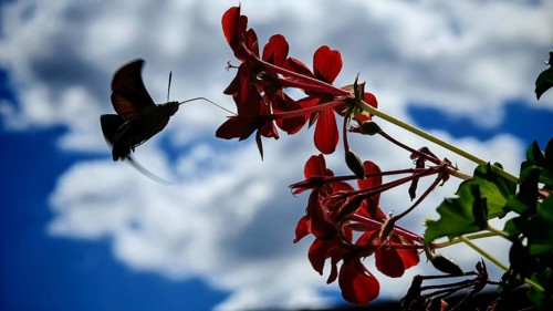 A butterfly, pigeon tail (macroglossum stellatarum) hovers in front of red flowers against a