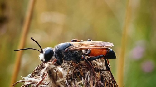 An insect, grasshopper sand wasp (Sphex funerarius) sits on a dry plant against a blurred