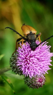 A beetle, Stictoleptura rubra, sitting on a purple flower in a close-up with green background,