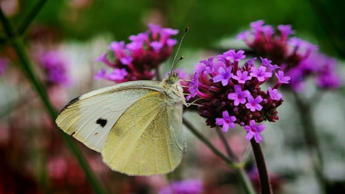 A butterfly, cabbage white butterfly (pieris rapae) resting on purple flowers of Purpletop vervain