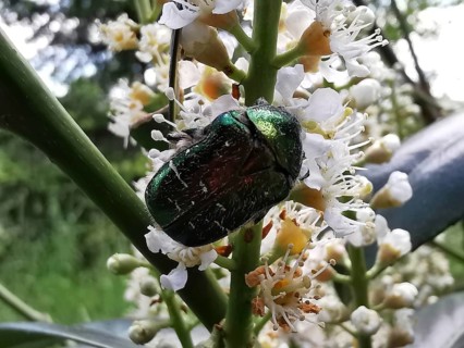 A shiny green beetle sitting on a flowering plant, rose chafer (Cetoniidae), Rennsteig, Thuringian