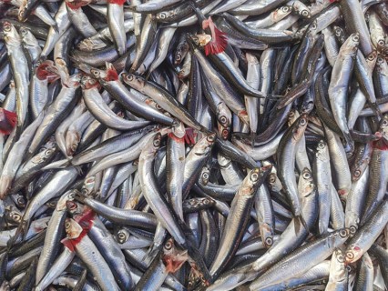 Freshly caught silver fish piled together in a large group, shiny scales, anchovies (engraulidae),